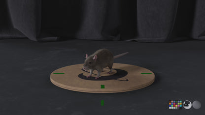 Mouse