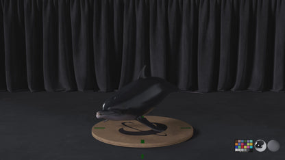Dolphin