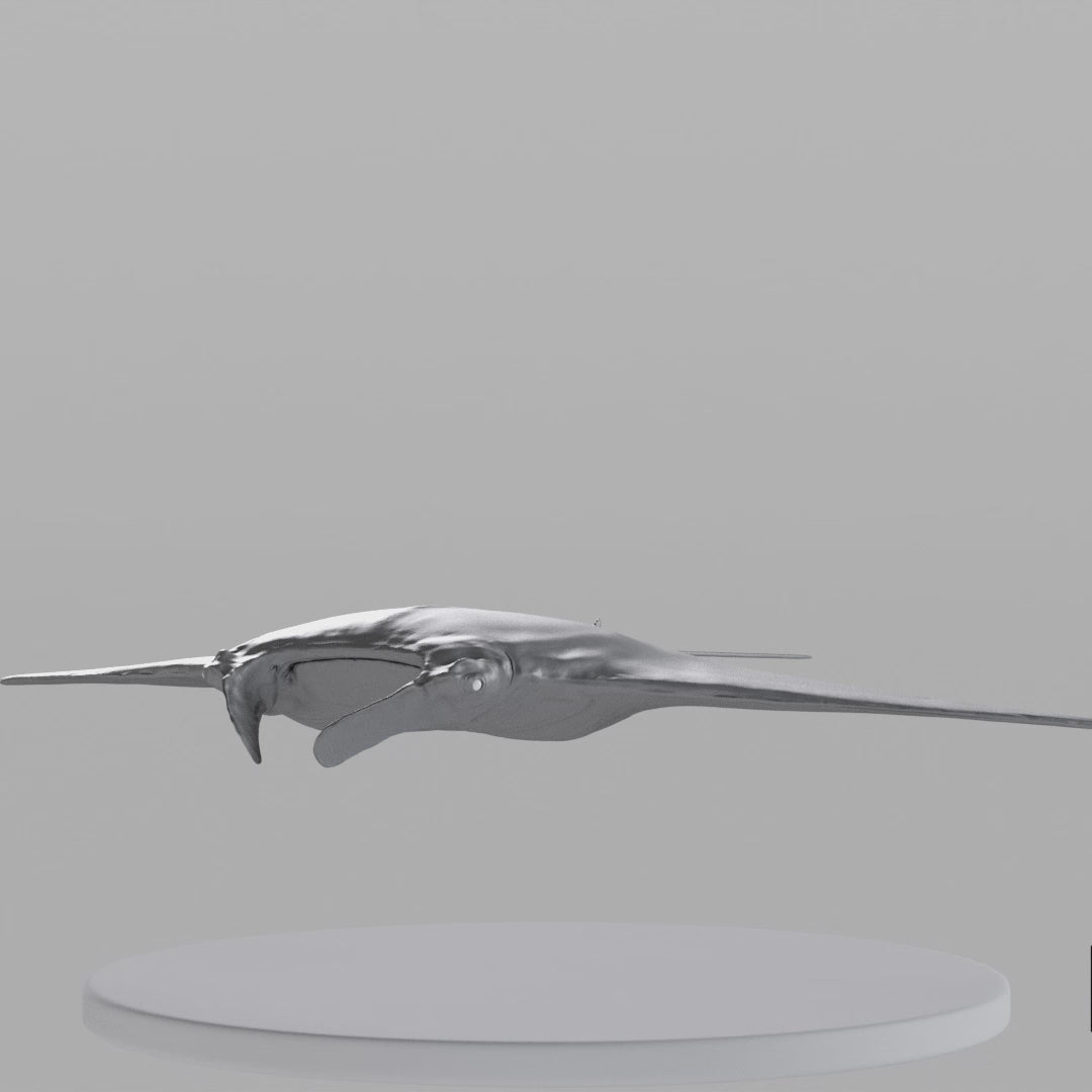 Load video: Manta Ray