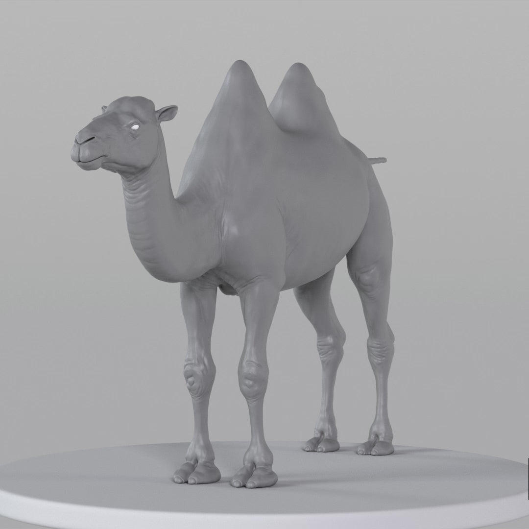 Load video: Camel