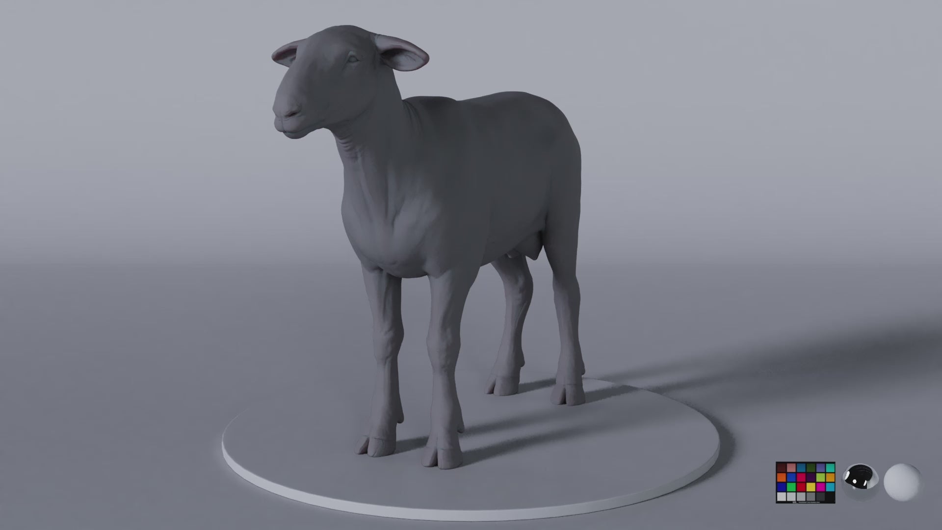 Sheep