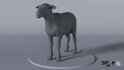 Sheep