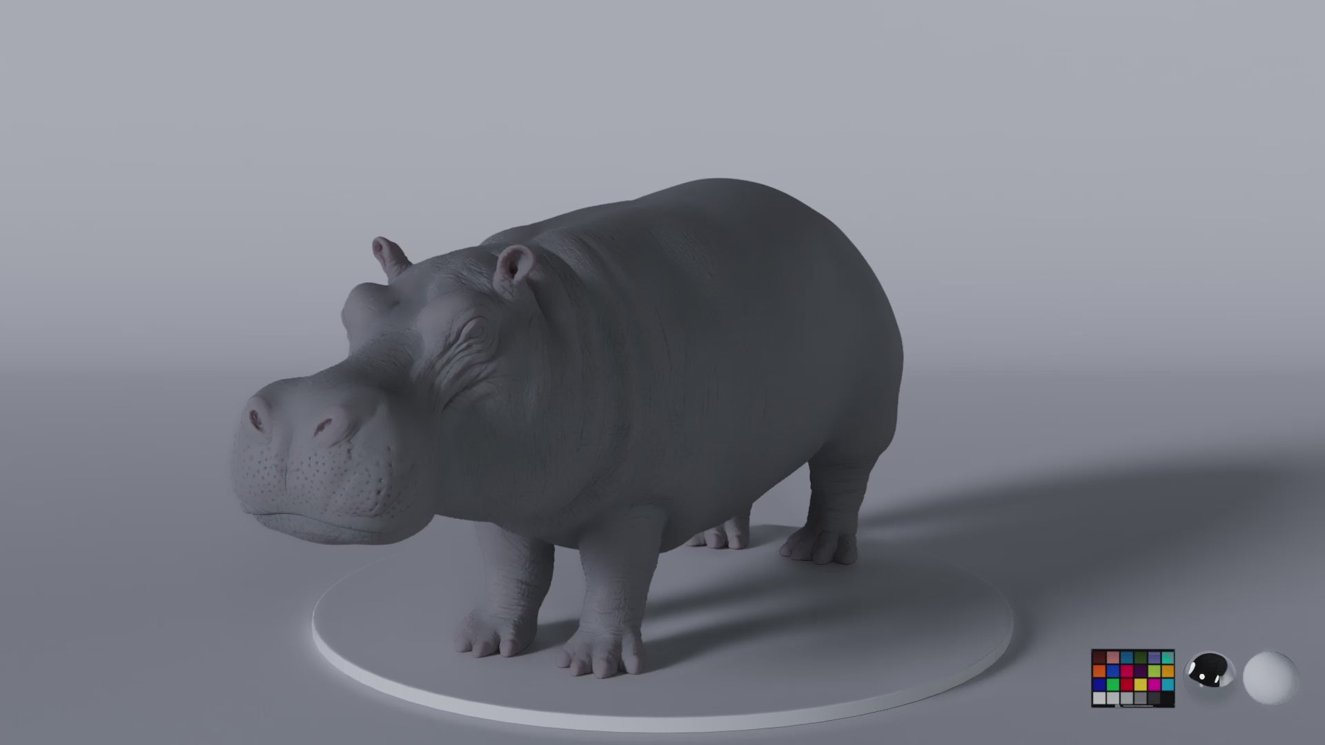 Hippopotamus