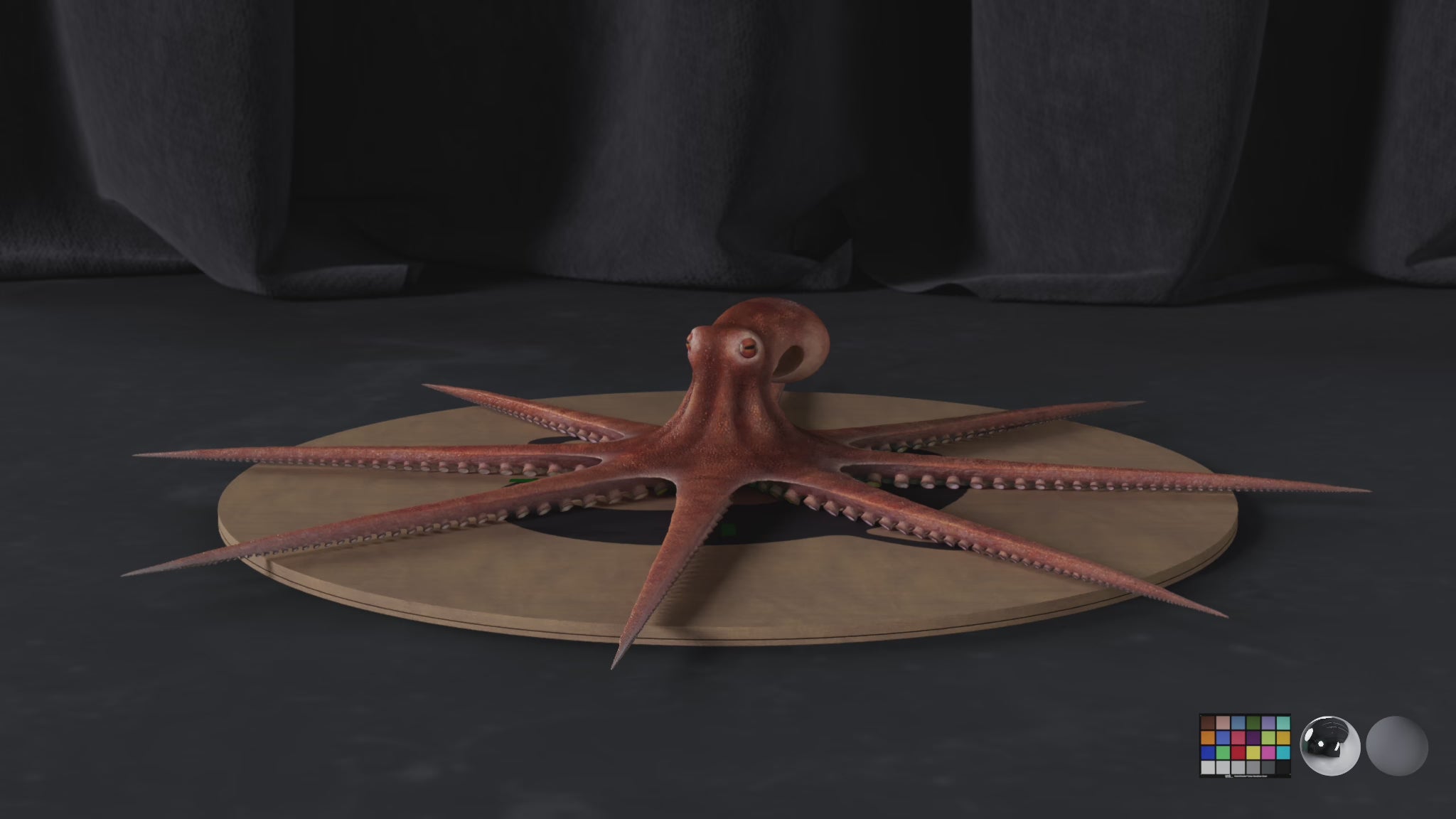 Octopus