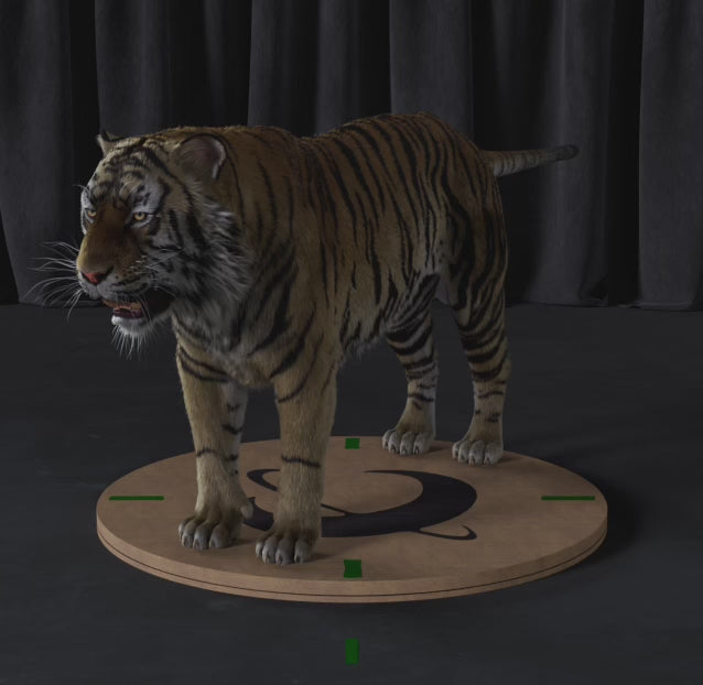 Load video: Tiger