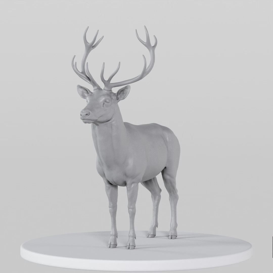 Load video: Stag