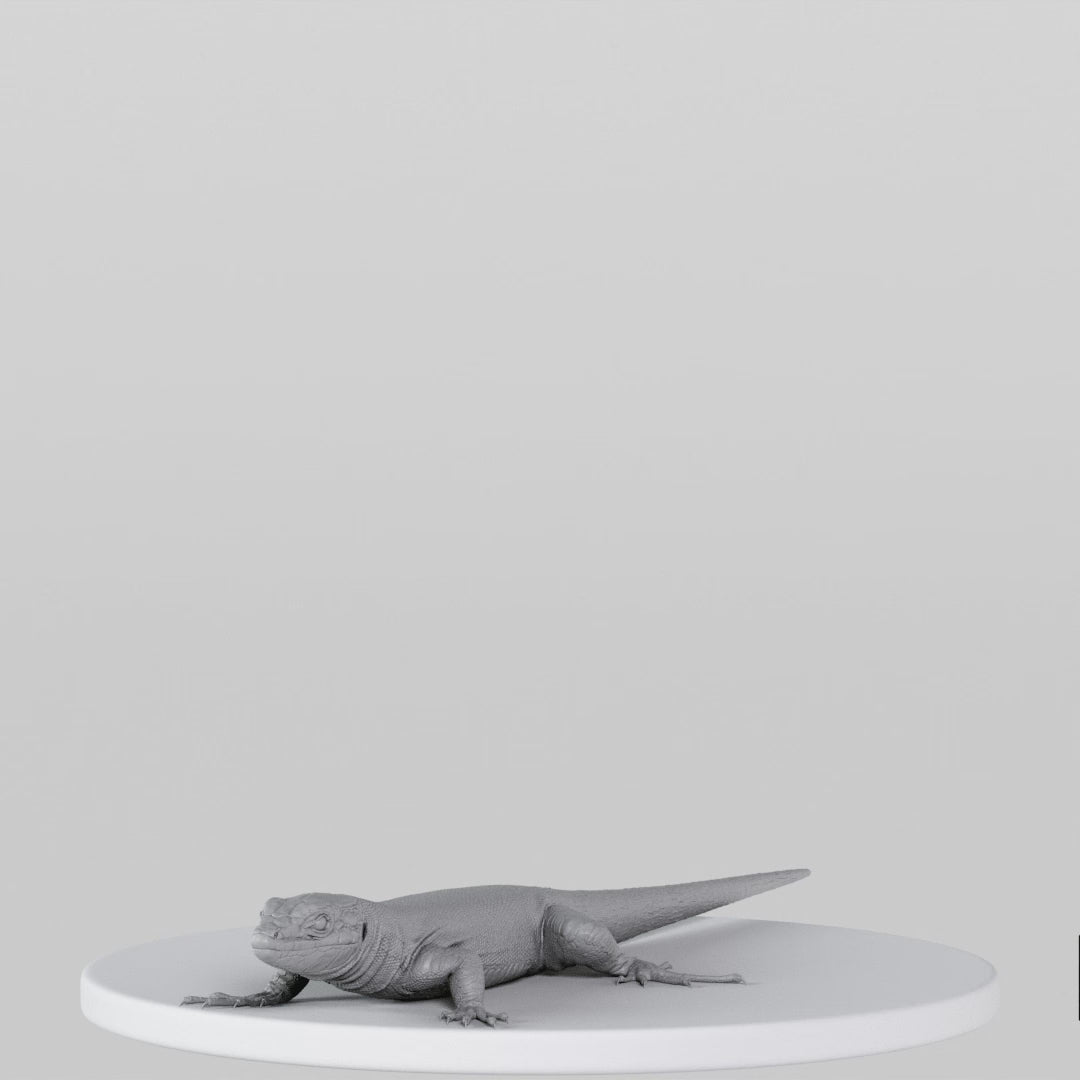Load video: Lizard