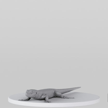 Lizard