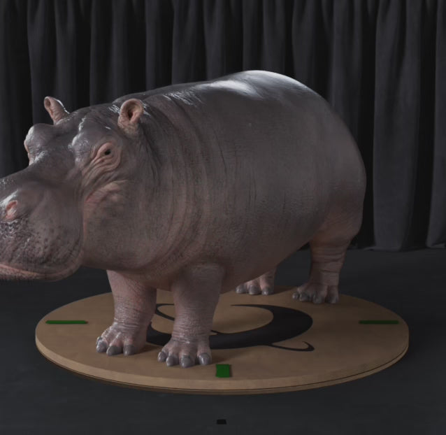 Load video: Hippopotamus
