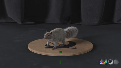 Grey Squirrel