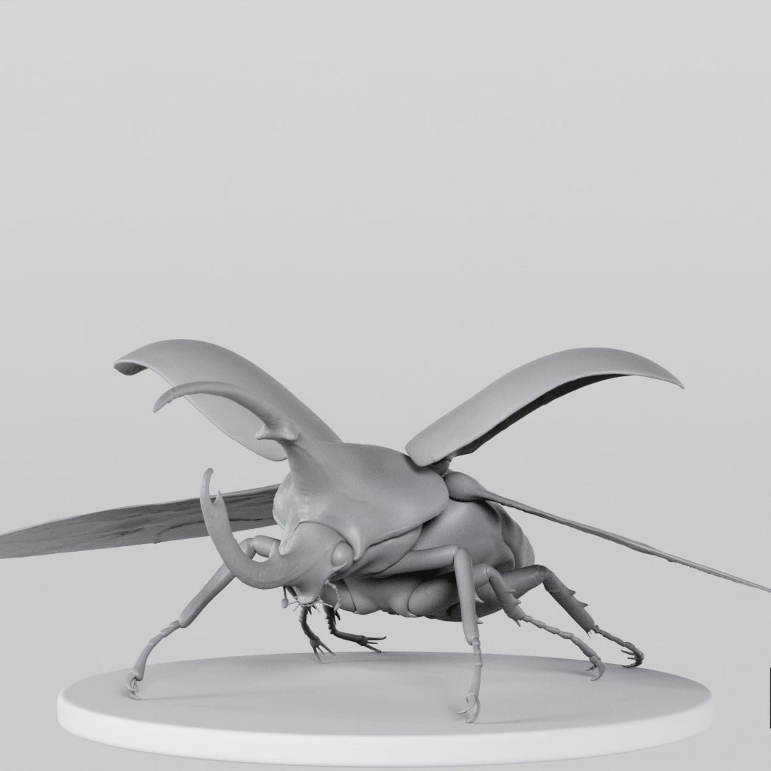Load video: Beetle
