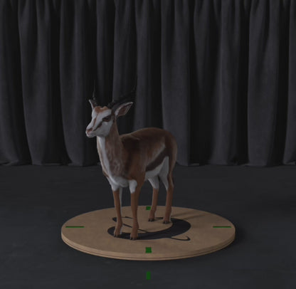 Antelope