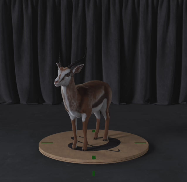 Load video: Antelope