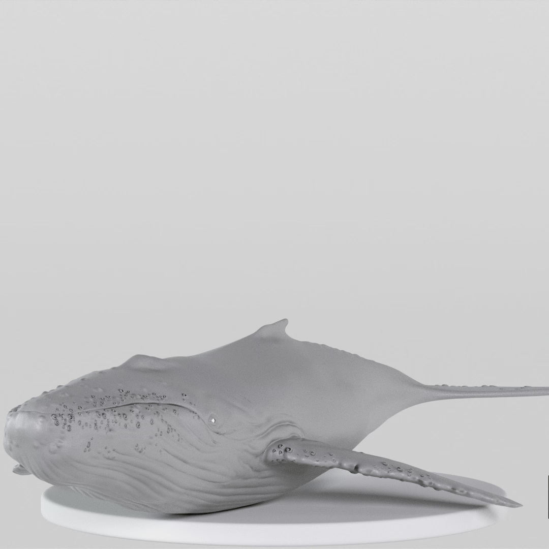 Load video: Whale