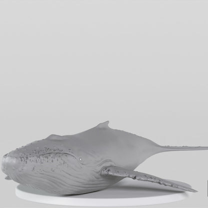 Whale
