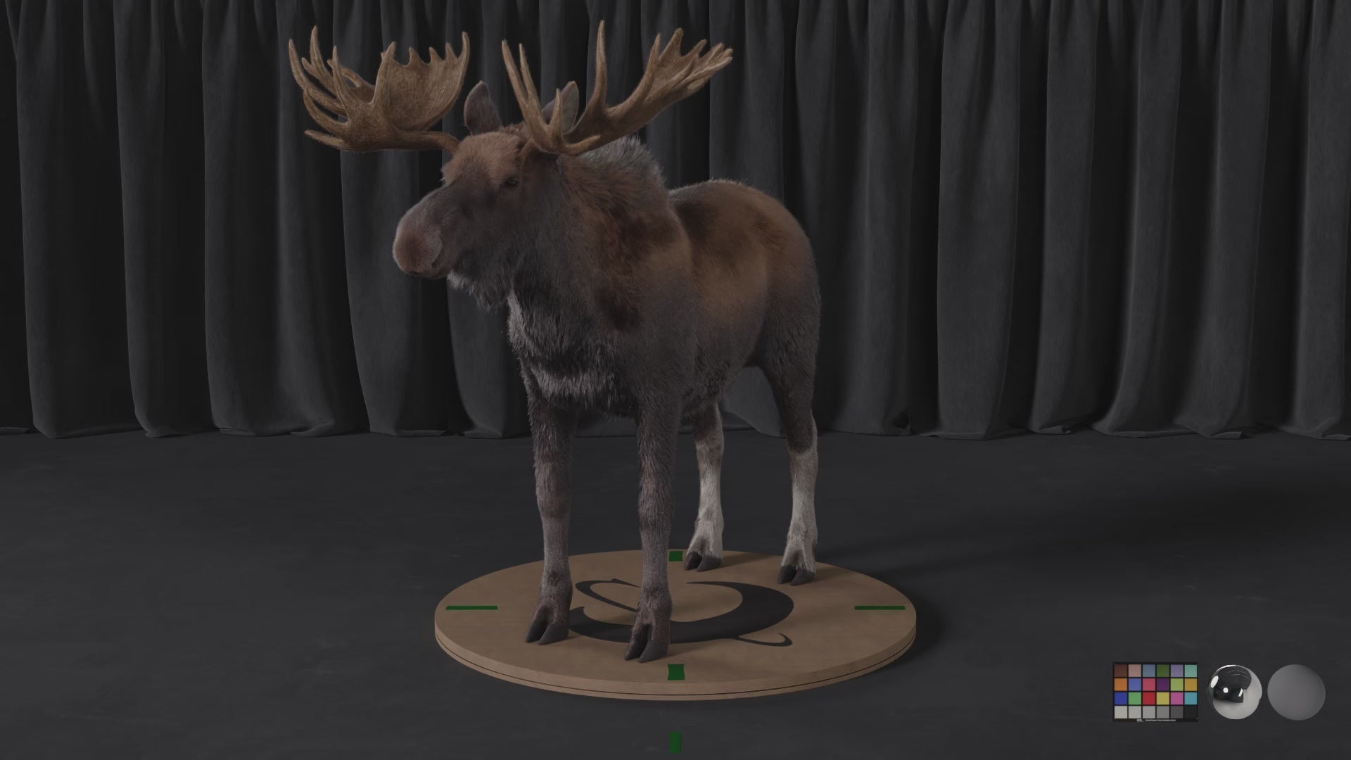 Moose