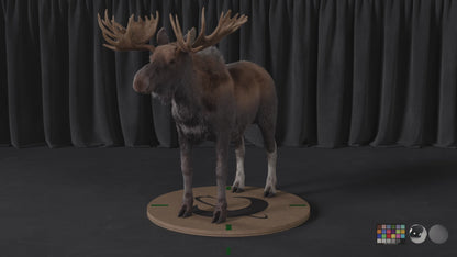 Moose