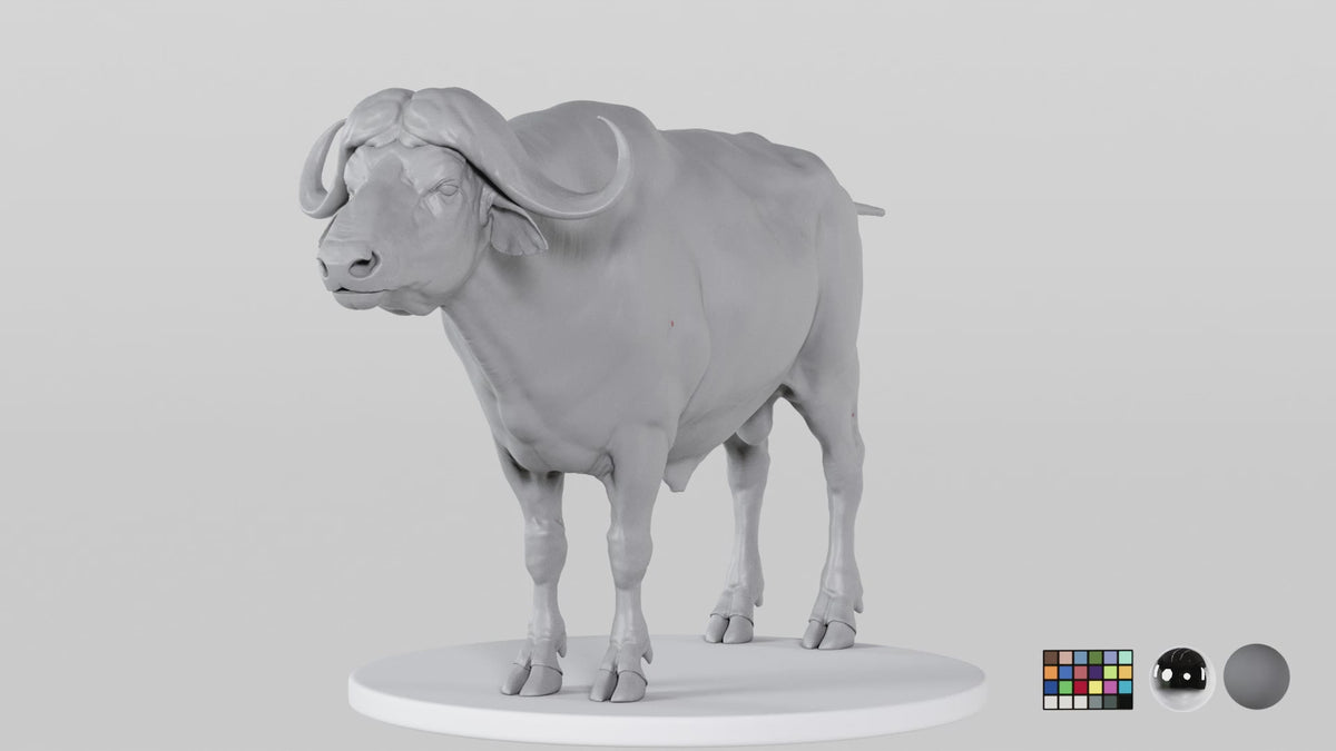 Buffalo