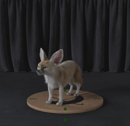 Fennec Fox