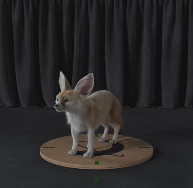 Load video: Fennec Fox
