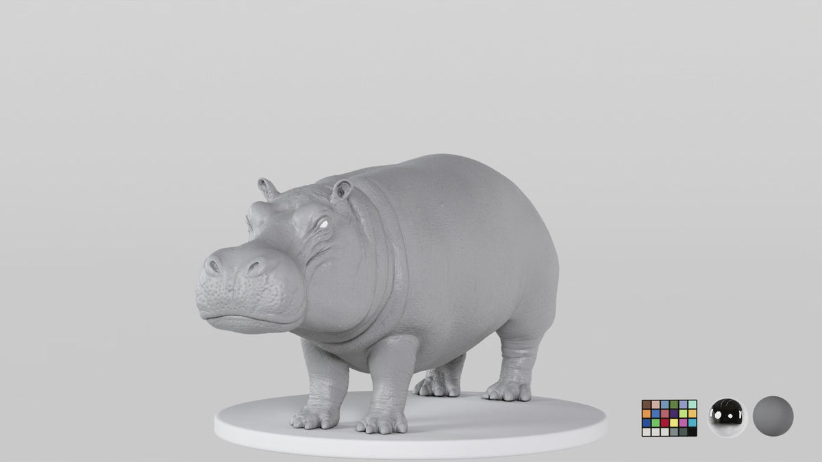 Hippopotamus