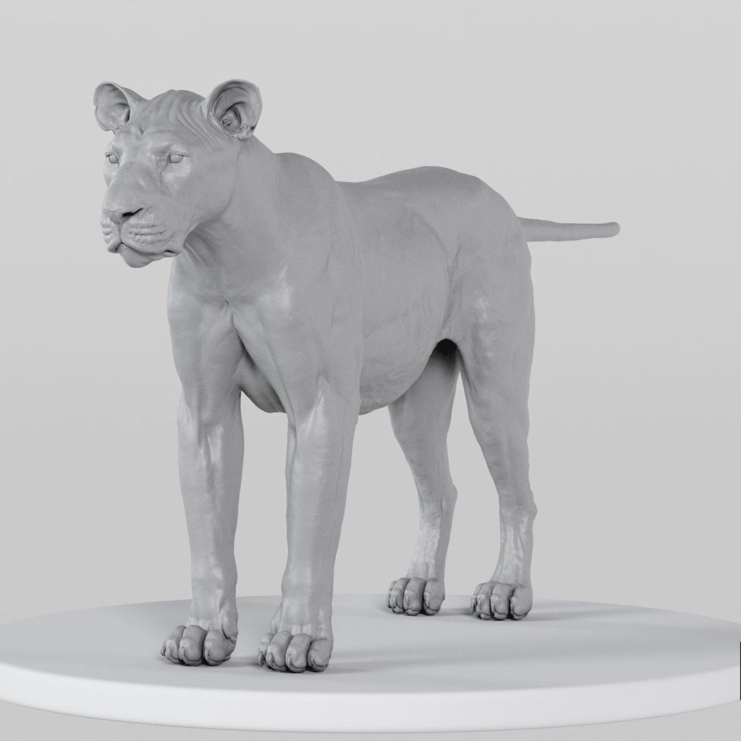 Load video: Lion