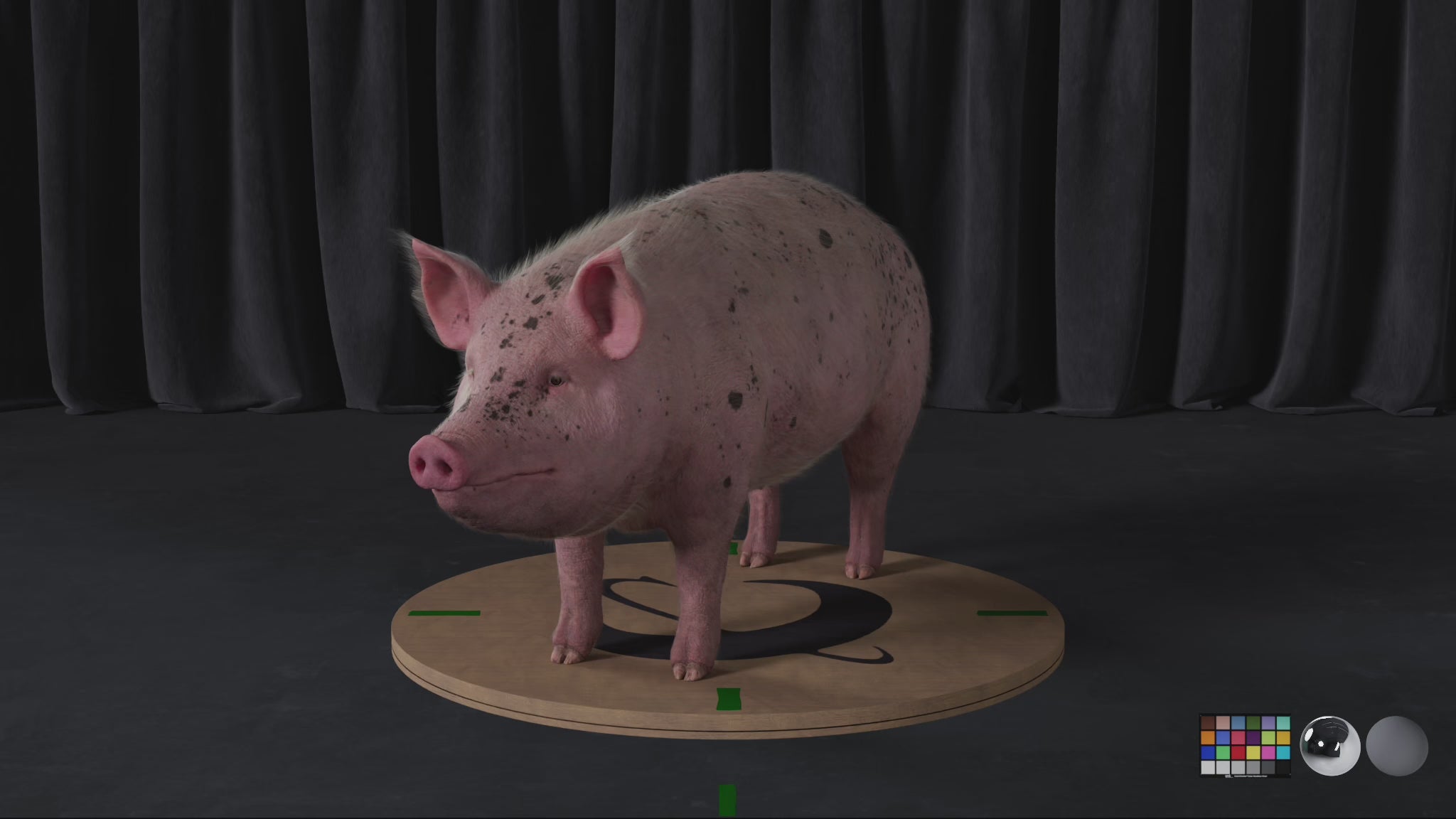 Pig