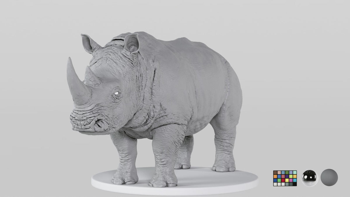White Rhino