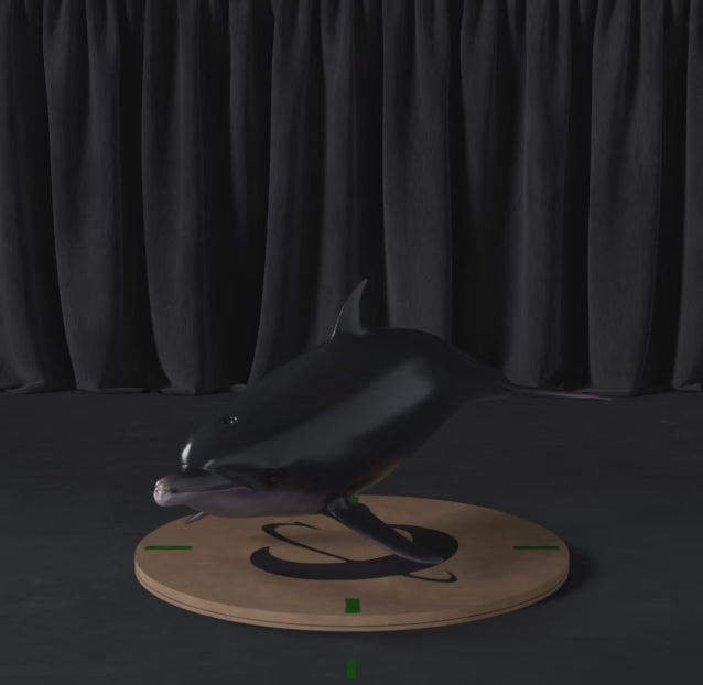 Load video: Dolphin
