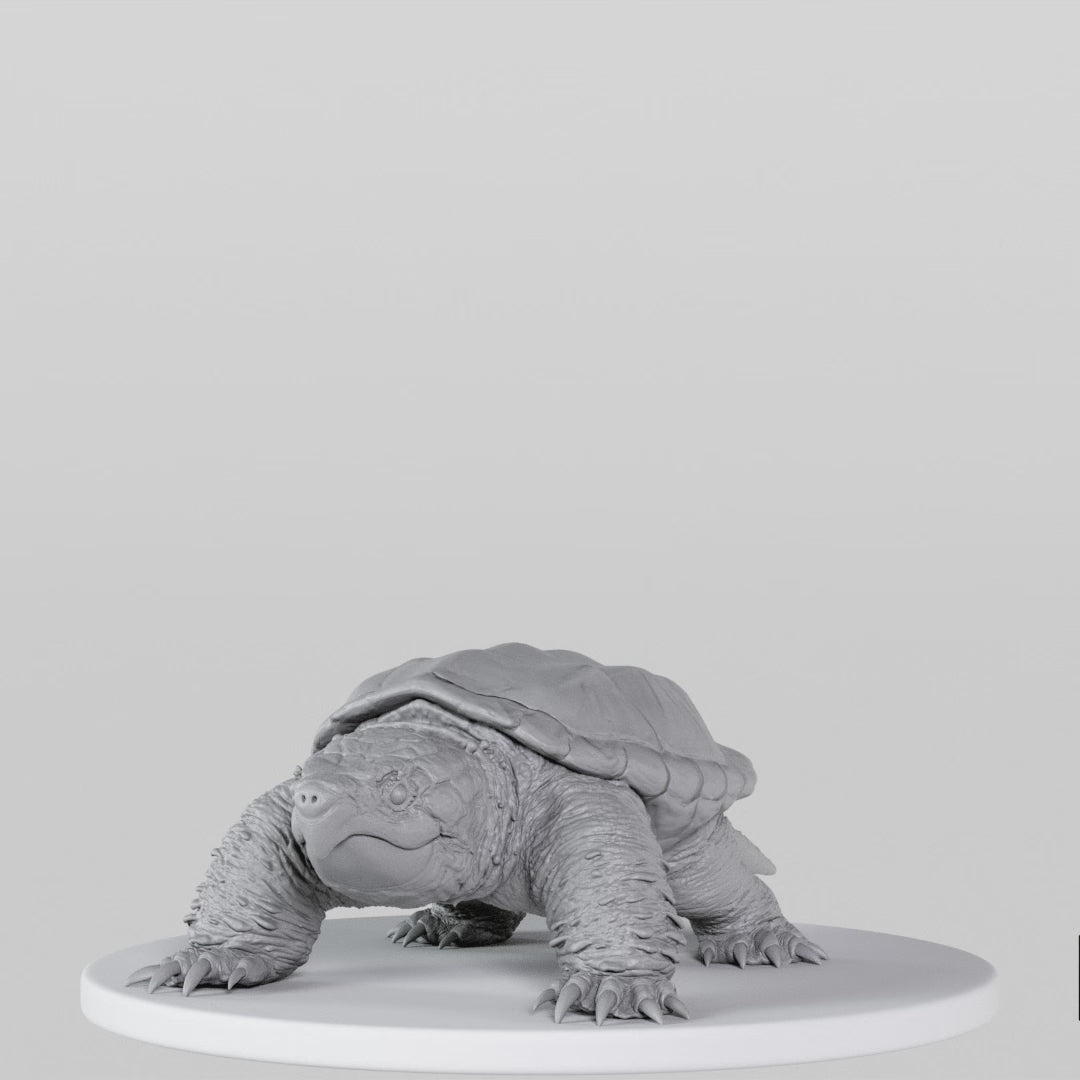 Load video: Snapping Turtle