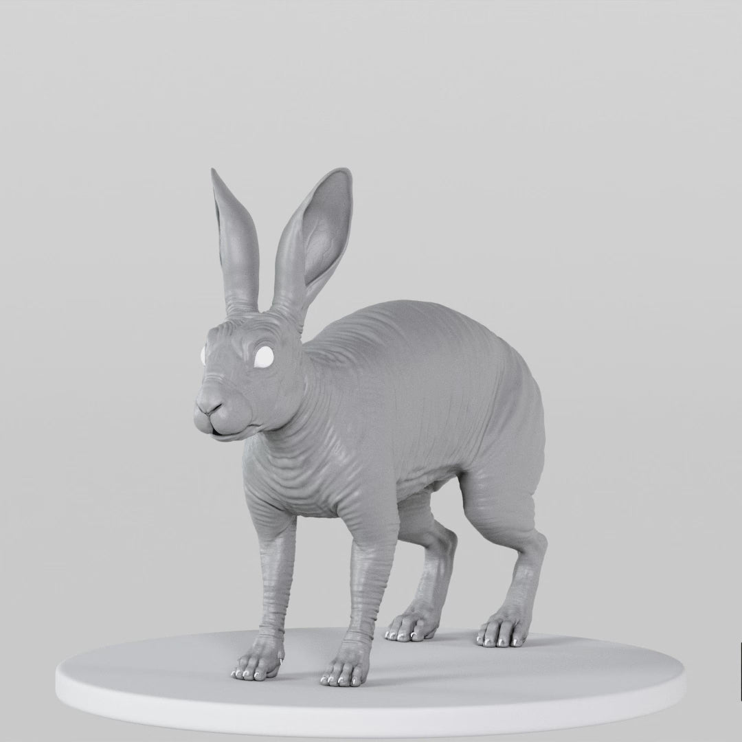 Load video: Rabbit