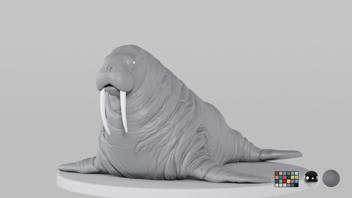 Walrus