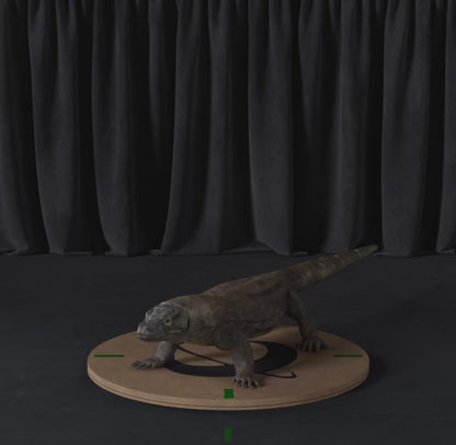 Komodo Dragon