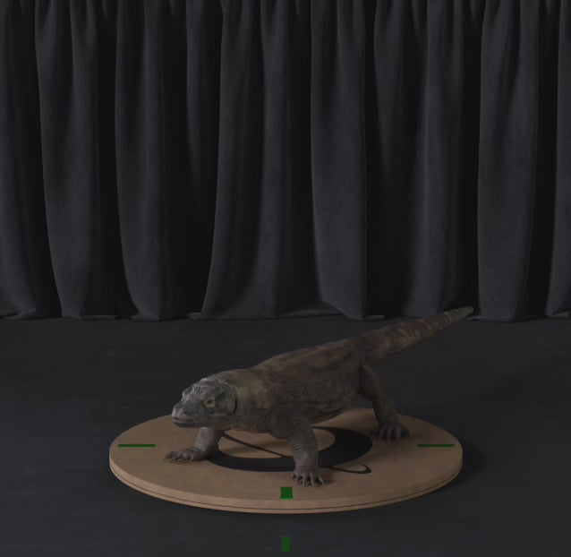 Load video: Komodo Dragon