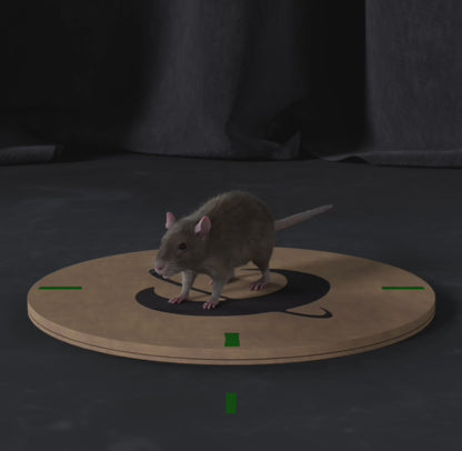 Mouse