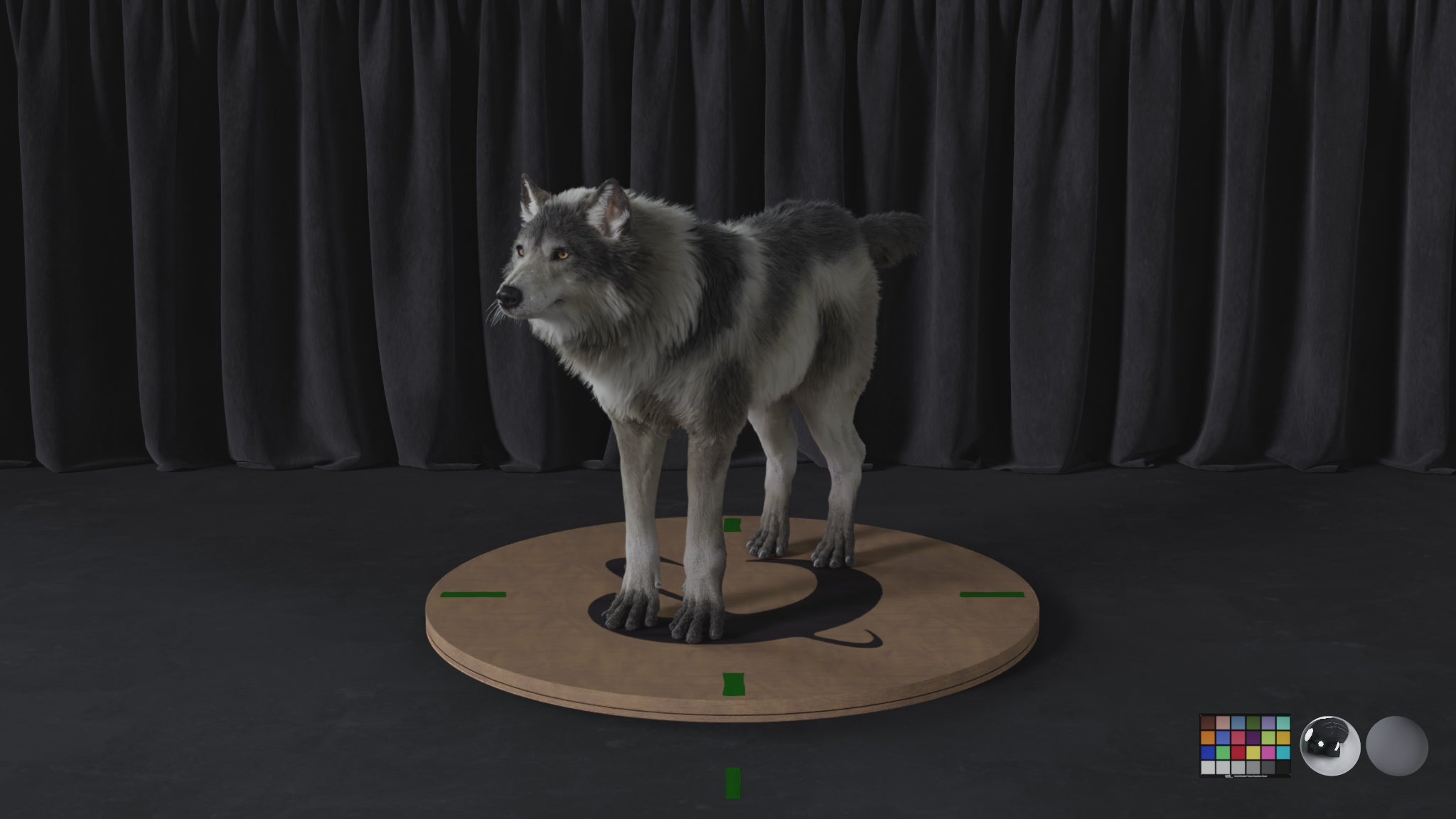 Grey Wolf