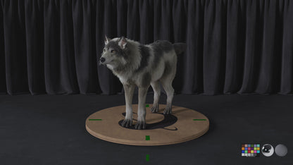 Grey Wolf