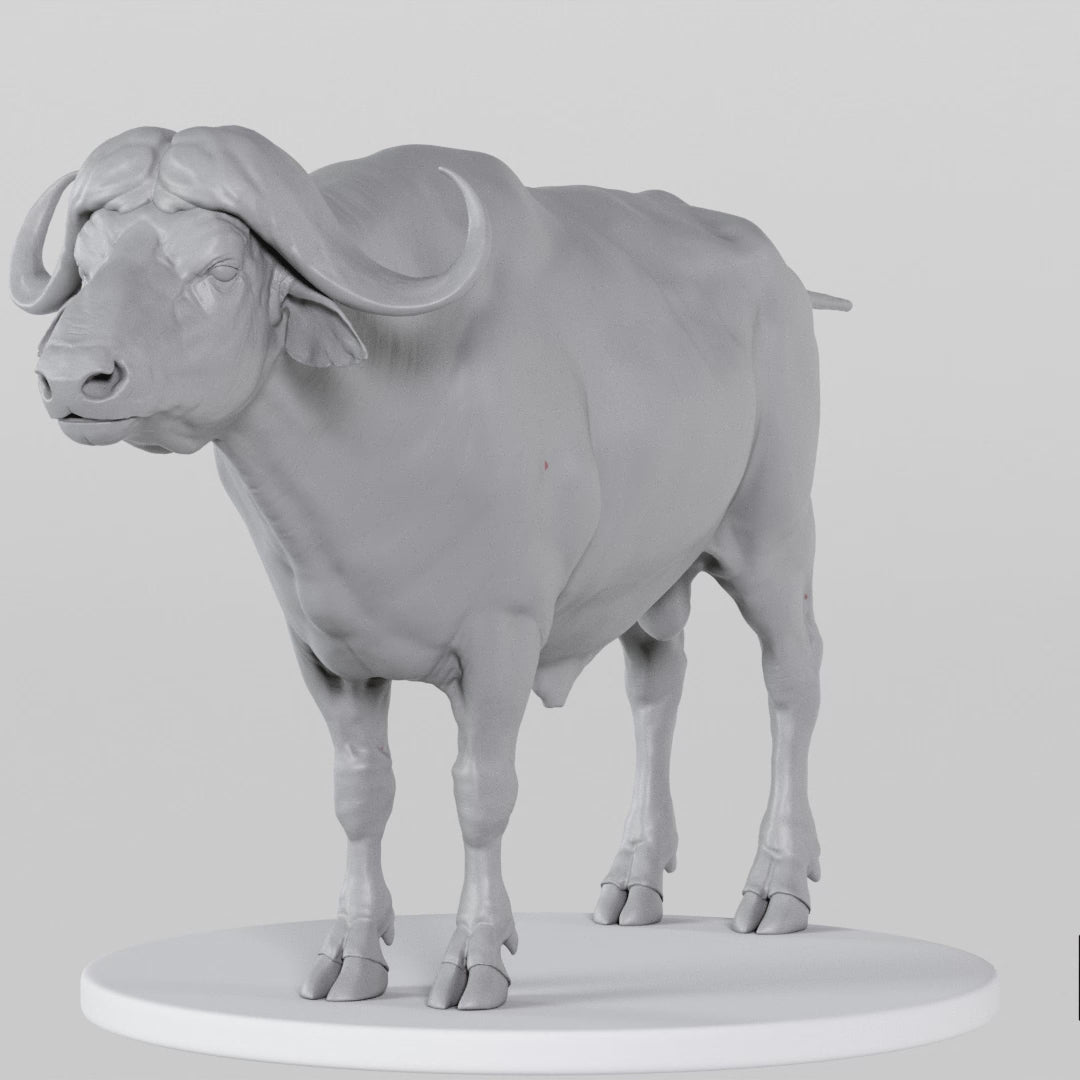 Load video: Buffalo