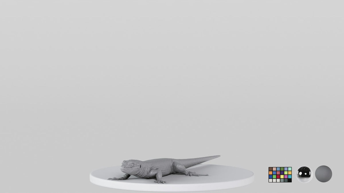Lizard