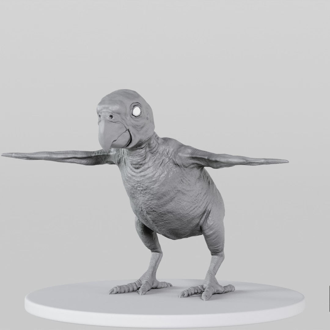 Load video: Parrot