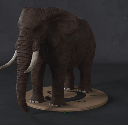 African Elephant