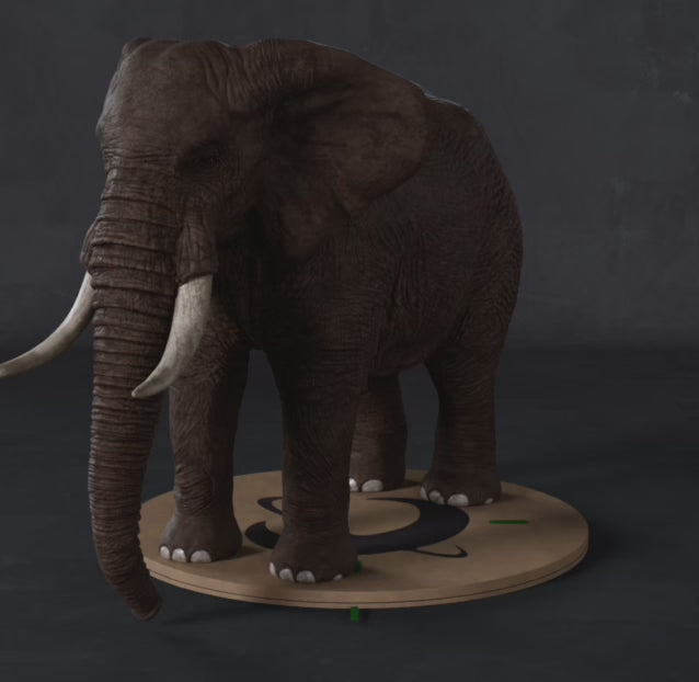 Load video: African Elephant