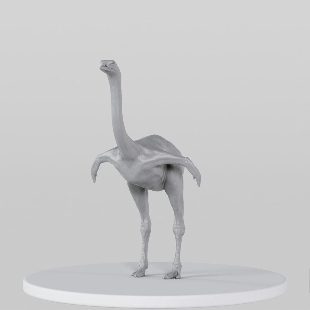 Load video: Ostrich