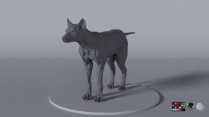 Grey Wolf