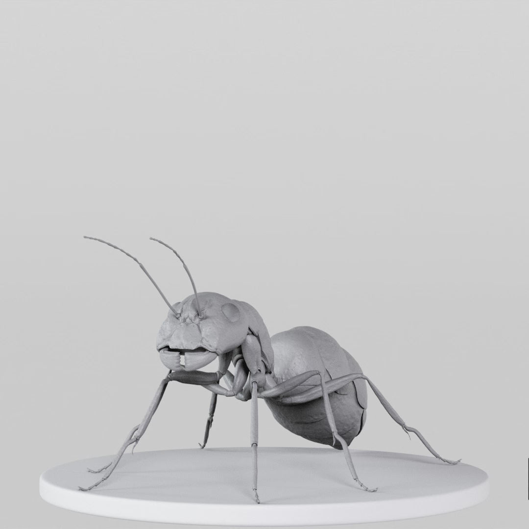 Load video: Ant