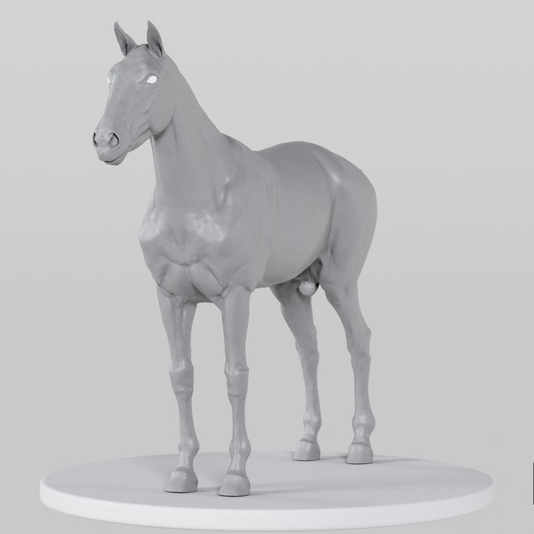 Load video: Horse