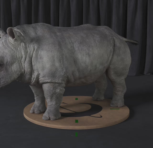 Load video: White Rhino