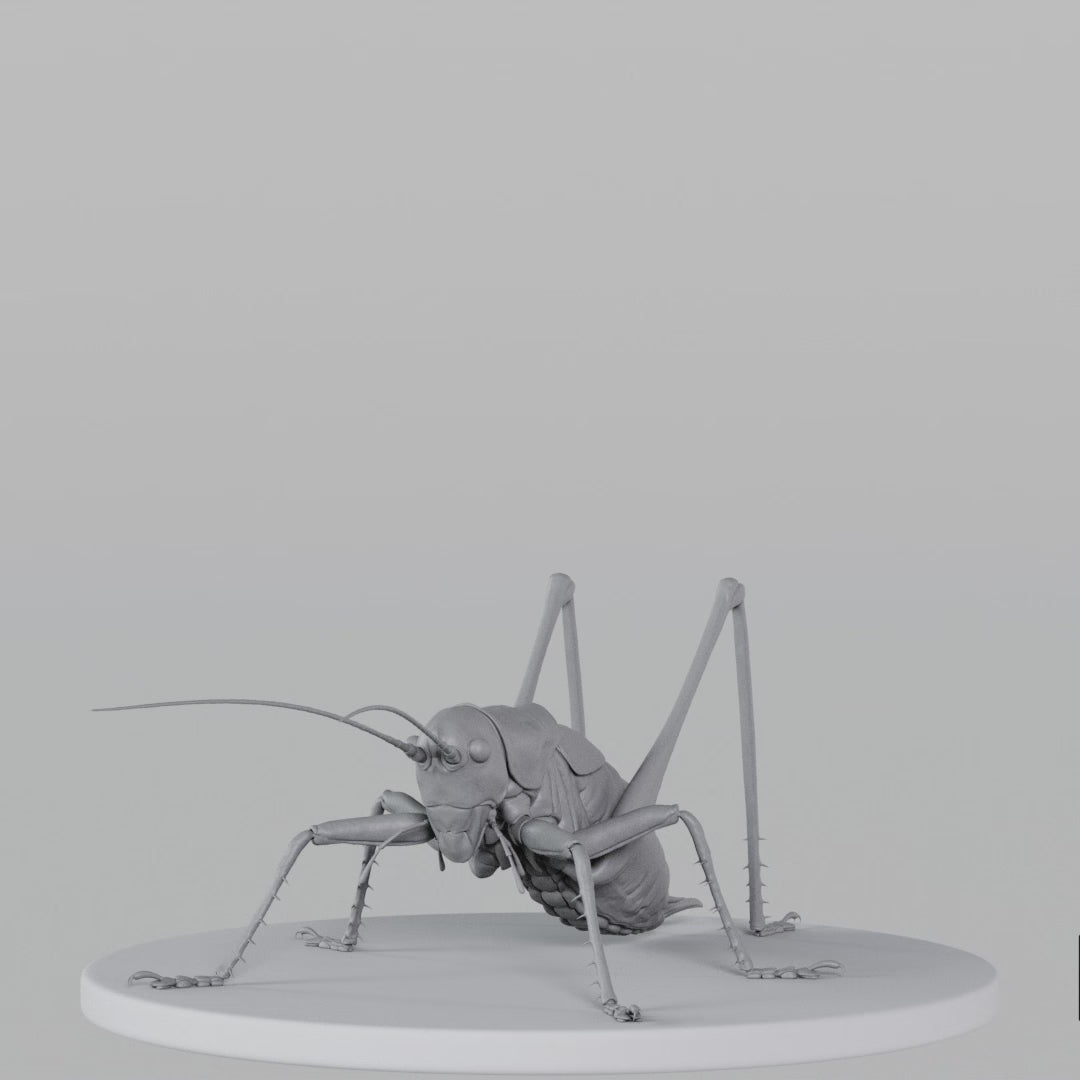 Load video: Cricket