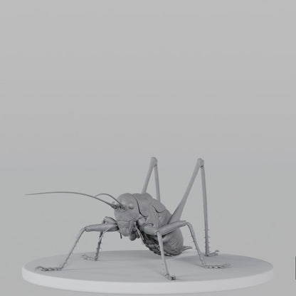 Cricket