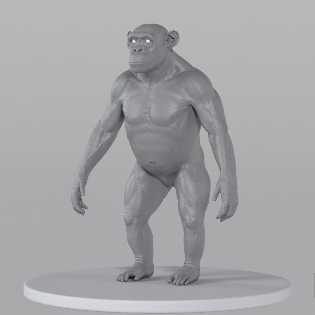 Load video: Chimpanzee